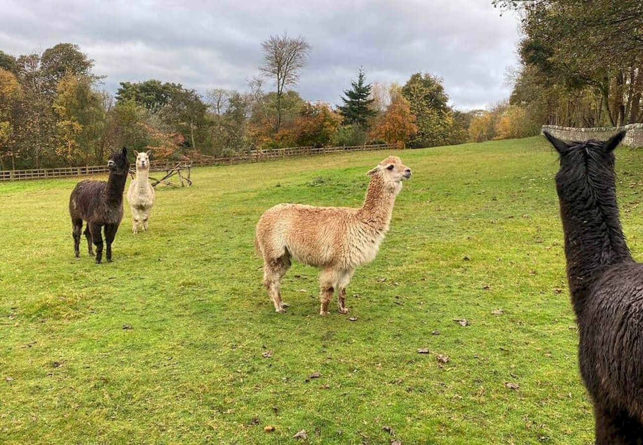 Casa rural en St Andrews - Park Mill Cottages | The Granary