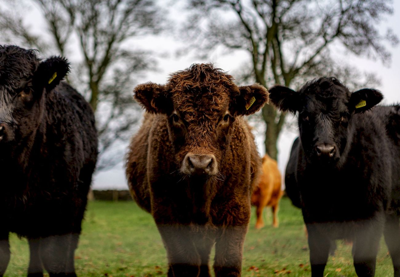 Casa en Elie - The Lodge House | By Elie