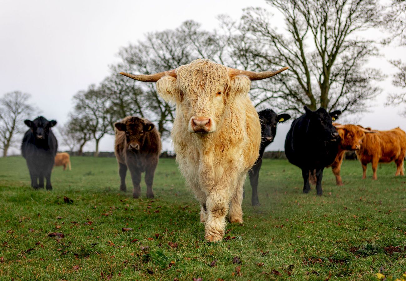 Casa en Elie - The Lodge House | By Elie