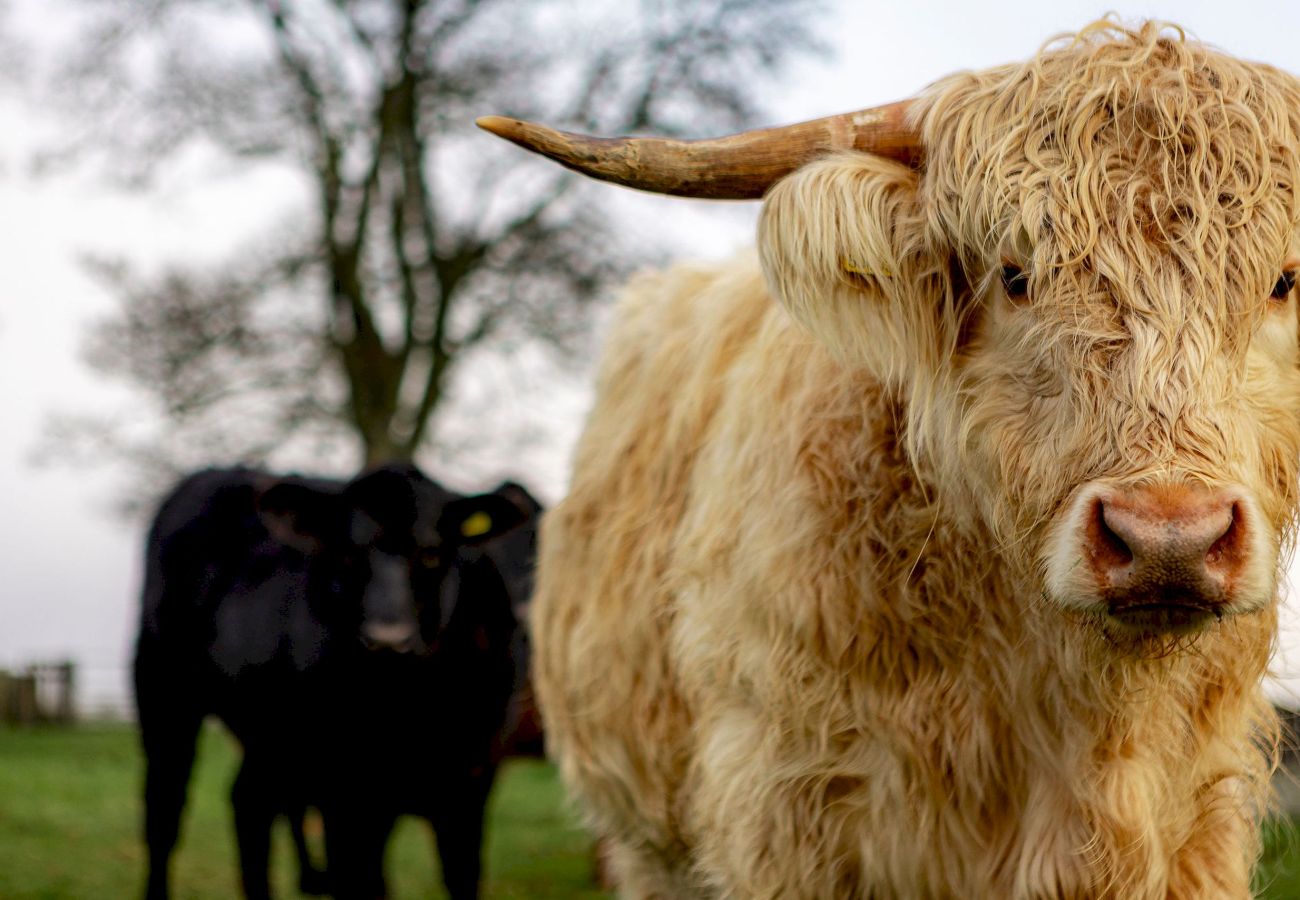 House in Elie - The Lodge House | By Elie