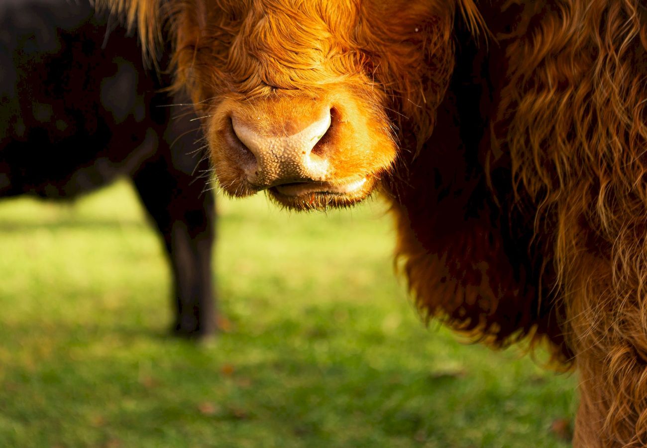 House in Elie - The Lodge House | By Elie